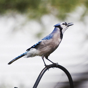 photo of a Blue Jay Photo